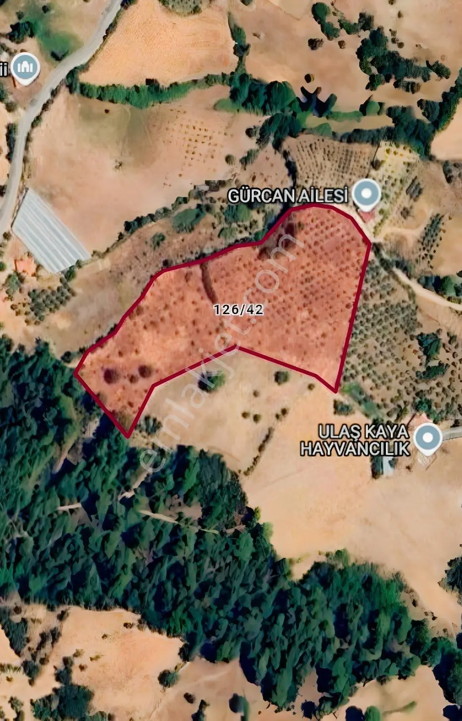 Muğla Seydikemer Çatak'Ta Satılık Tarla: 20.000 M²