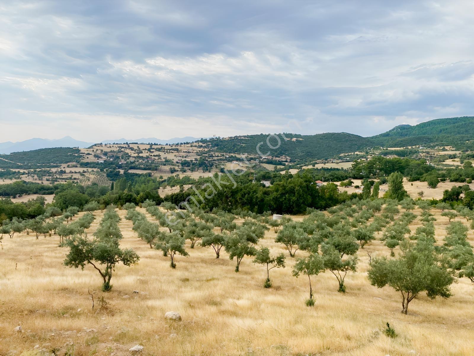 Muğla Seydikemer Çatak'ta Satılık Tarla: 20.000 M² — fotoğraf 8