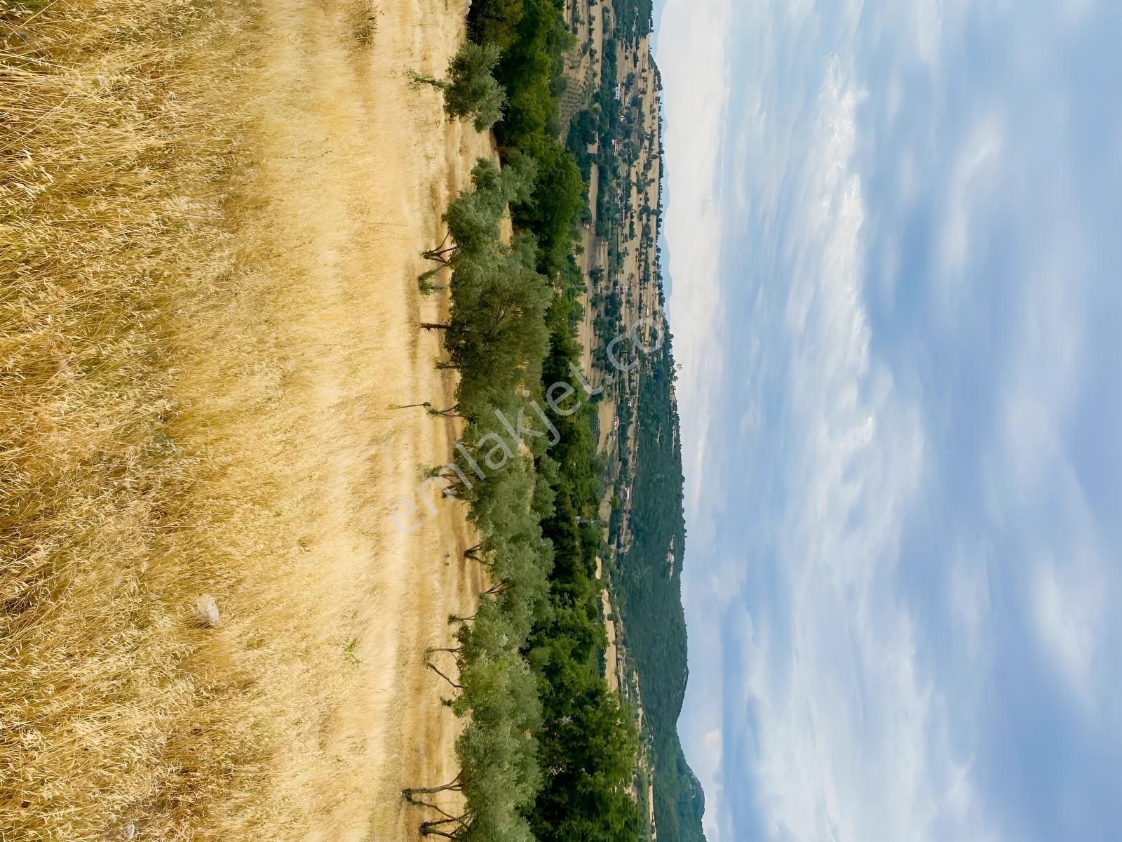 Muğla Seydikemer Çatak'ta Satılık Tarla: 20.000 M² — fotoğraf 11