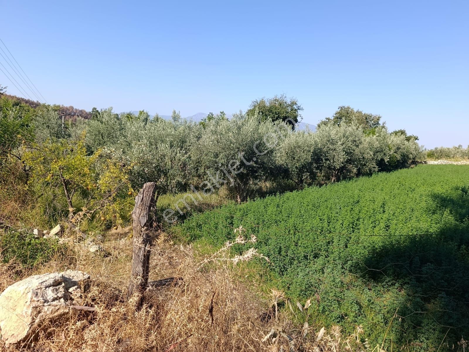 Muğla Seydikemer Çatak'ta Köyiçi İmarlı Satılık Tarla: 587 M² — fotoğraf 3