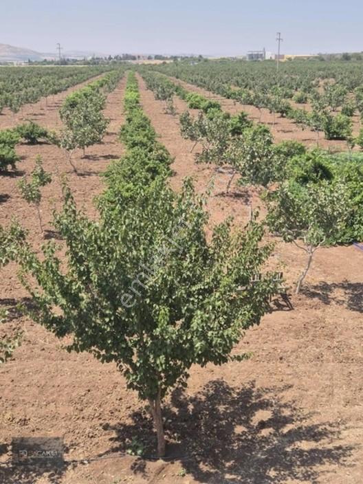 Kadir Saçaklıda Şehre Yakın Fıstıklık — fotoğraf 3