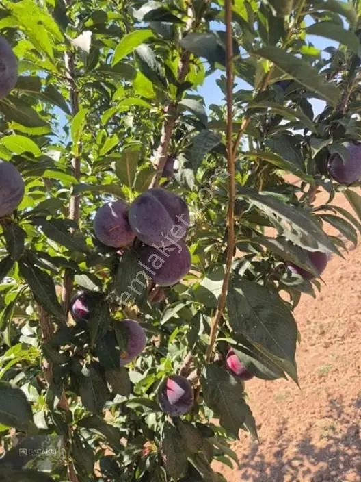 Kadir Saçaklıda Şehre Yakın Fıstıklık — fotoğraf 4