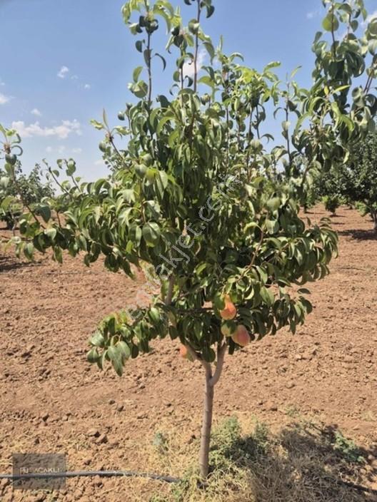 Kadir Saçaklıda Şehre Yakın Fıstıklık — fotoğraf 5
