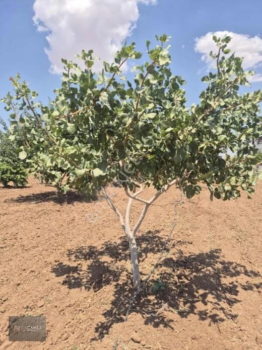 Kadir Saçaklıda Şehre Yakın Fıstıklık — fotoğraf 6