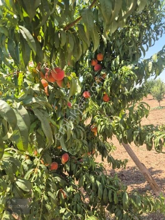 Kadir Saçaklıda Şehre Yakın Fıstıklık — fotoğraf 8