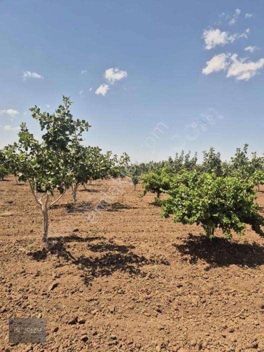 Kadir Saçaklıda Şehre Yakın Fıstıklık — fotoğraf 9