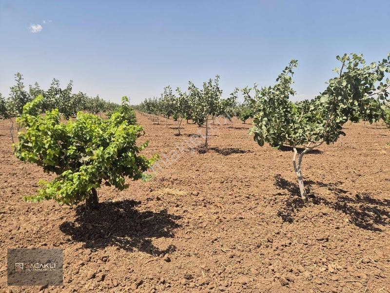 Kadir Saçaklıda Şehre Yakın Fıstıklık — fotoğraf 14