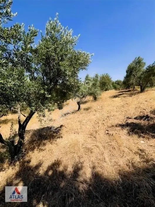Atlas'tan Musalaryeniköy De Mükemmel Zeytinlik — fotoğraf 3