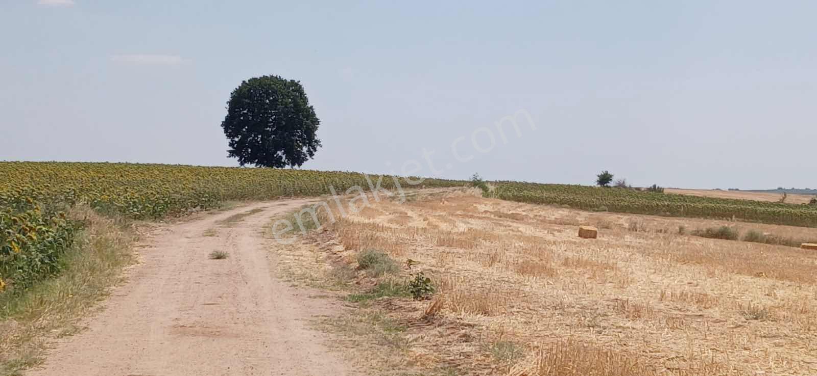 Edirne Orhaniye Mh. 8520 M. Tarla Yatırıma Uygun Satılık — fotoğraf 4