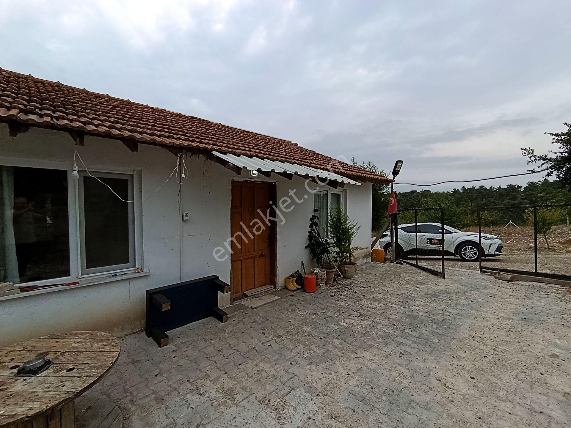 Balıkesir Bigadiç Çağışta Chandler Ceviz Bahçesi — fotoğraf 9