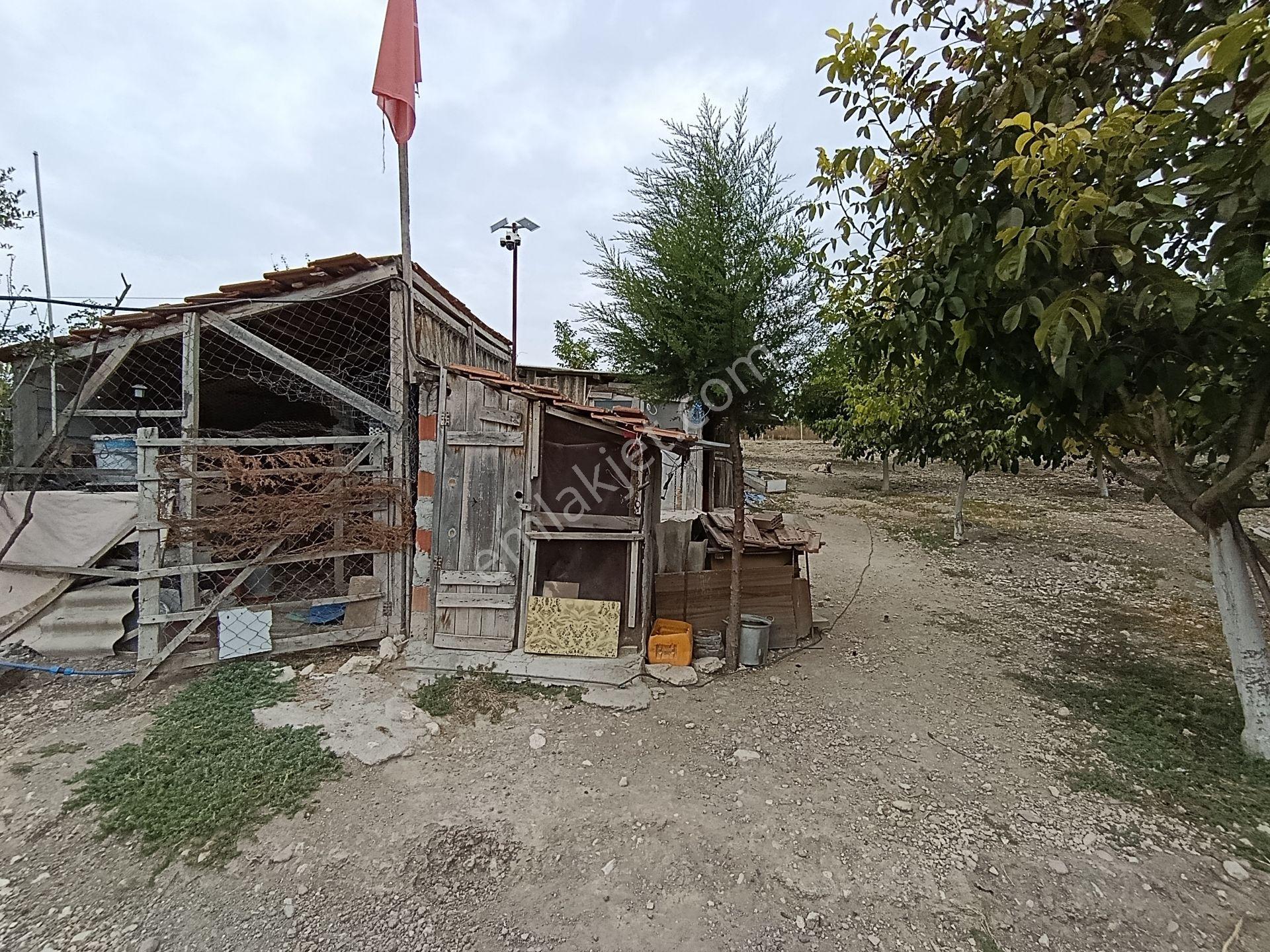Balıkesir Bigadiç Çağışta Chandler Ceviz Bahçesi — fotoğraf 11