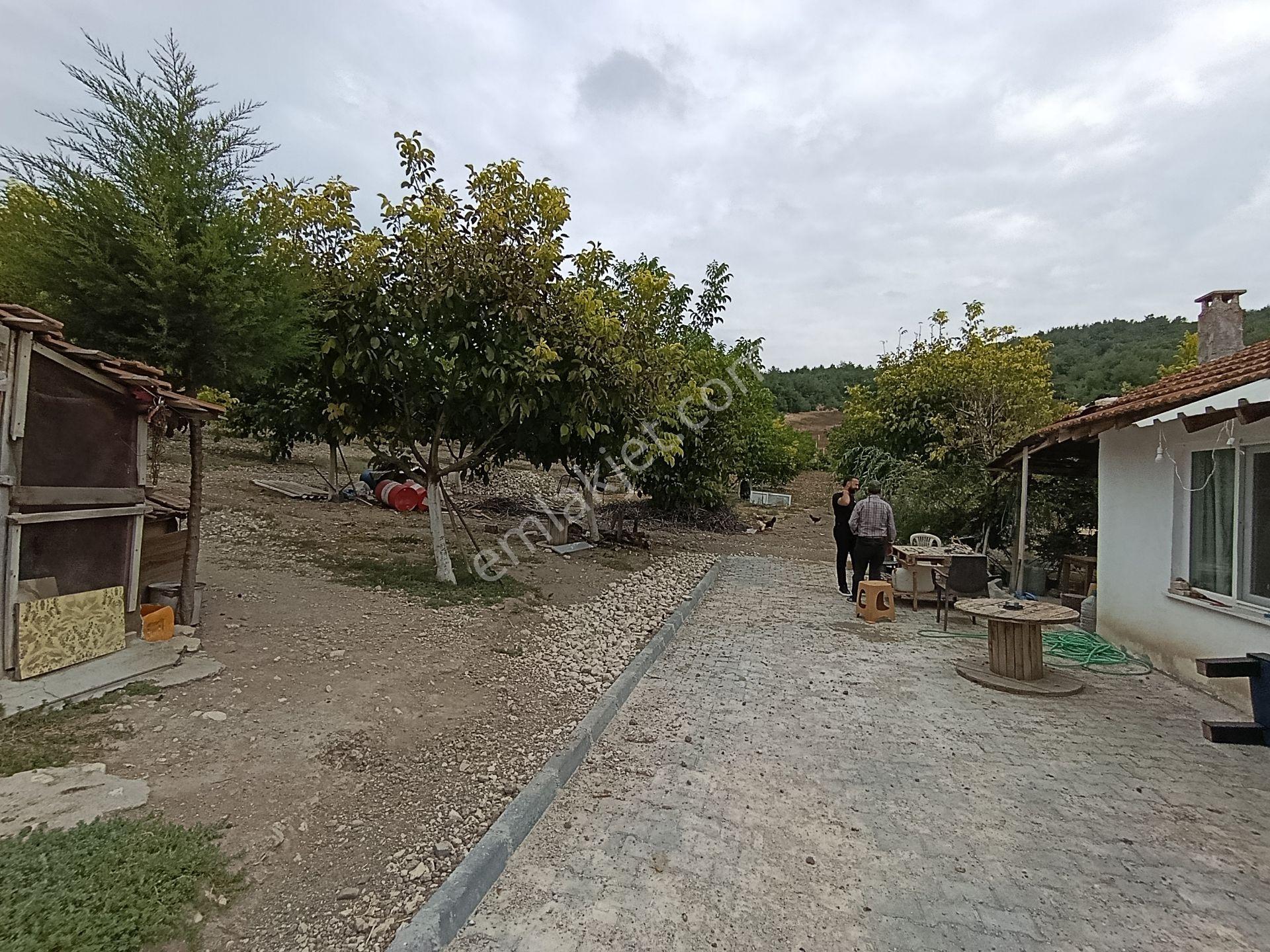 Balıkesir Bigadiç Çağışta Chandler Ceviz Bahçesi — fotoğraf 12