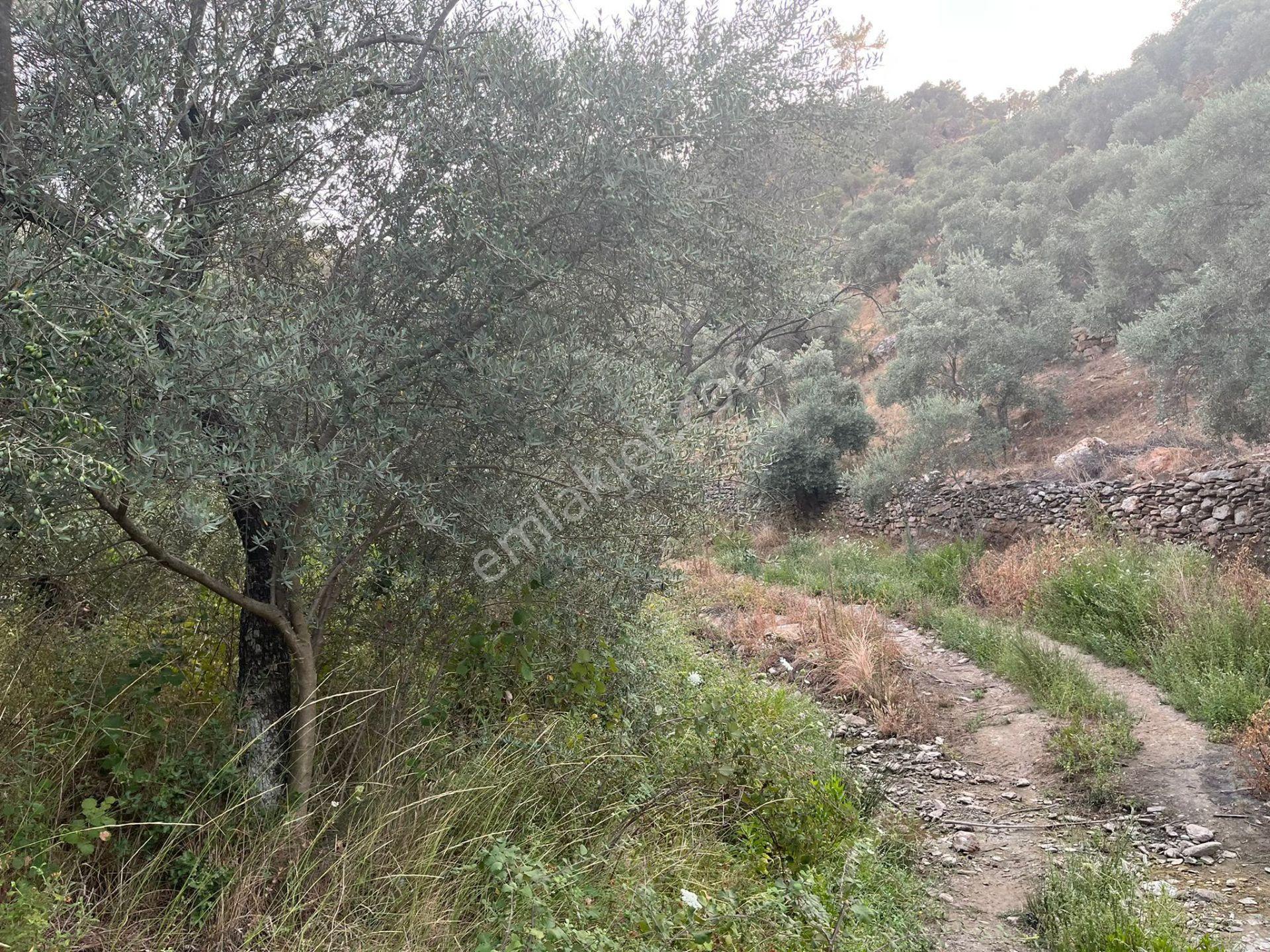 Muğla Milasta Acil Satılık Zeytinlik