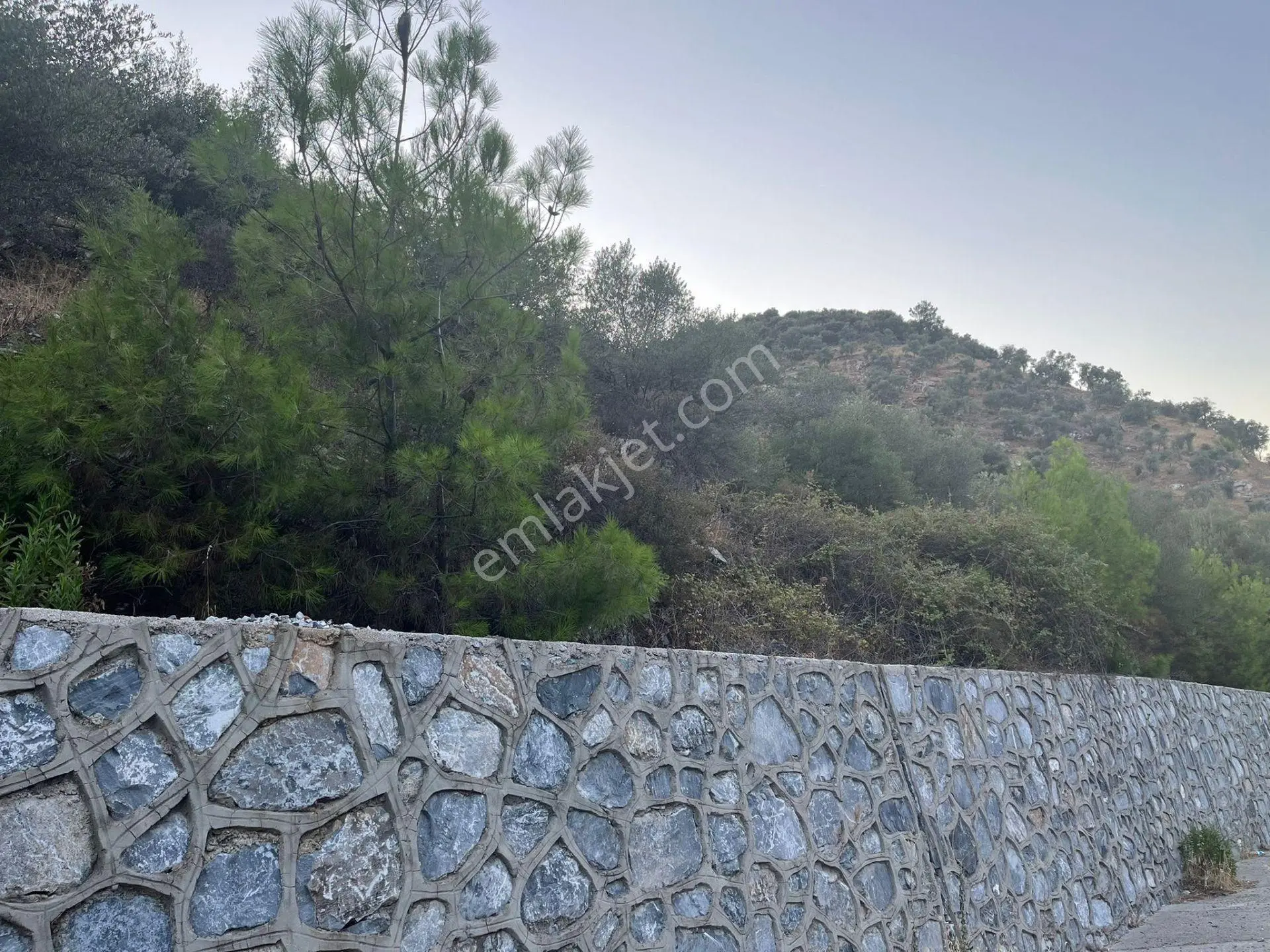 Muğla Milasta Acil Satılık Zeytinlik — fotoğraf 2