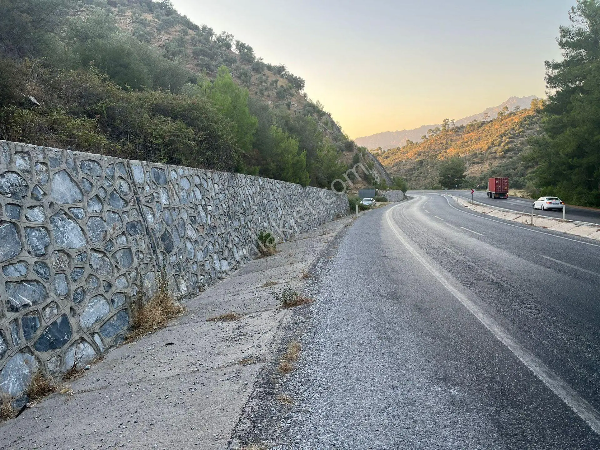 Muğla Milasta Acil Satılık Zeytinlik — fotoğraf 3
