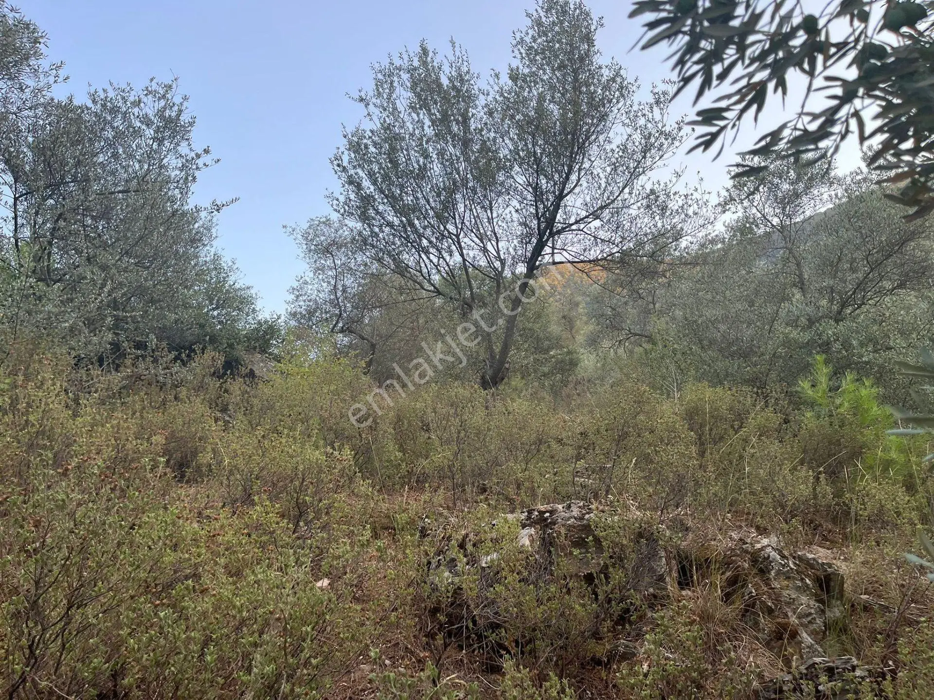 Muğla Milasta Acil Satılık Zeytinlik — fotoğraf 4
