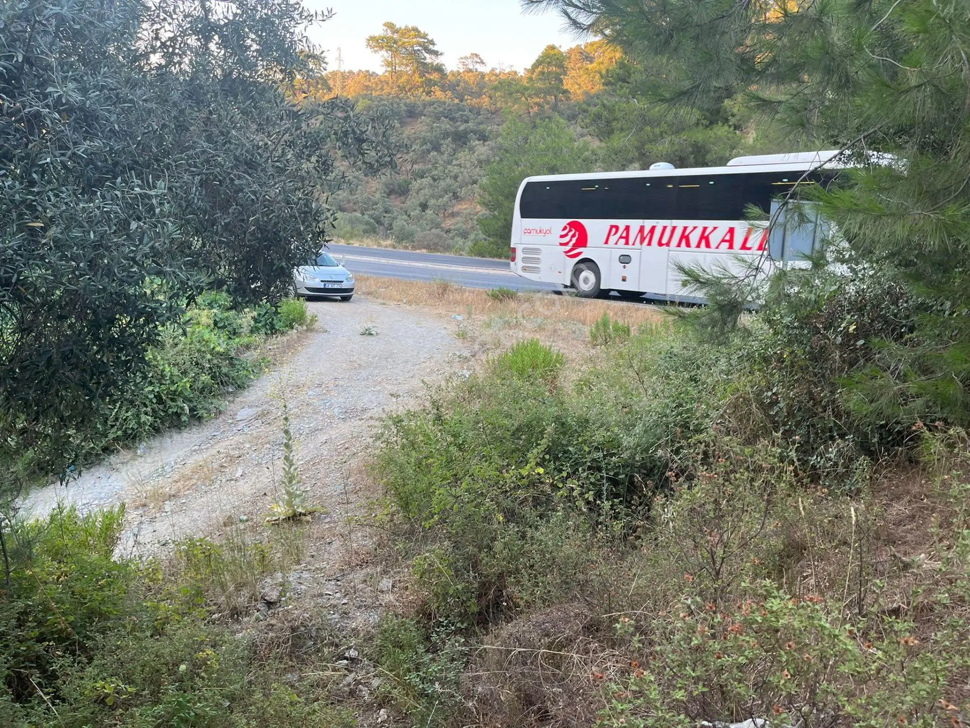 Muğla Milasta Acil Satılık Zeytinlik — fotoğraf 5