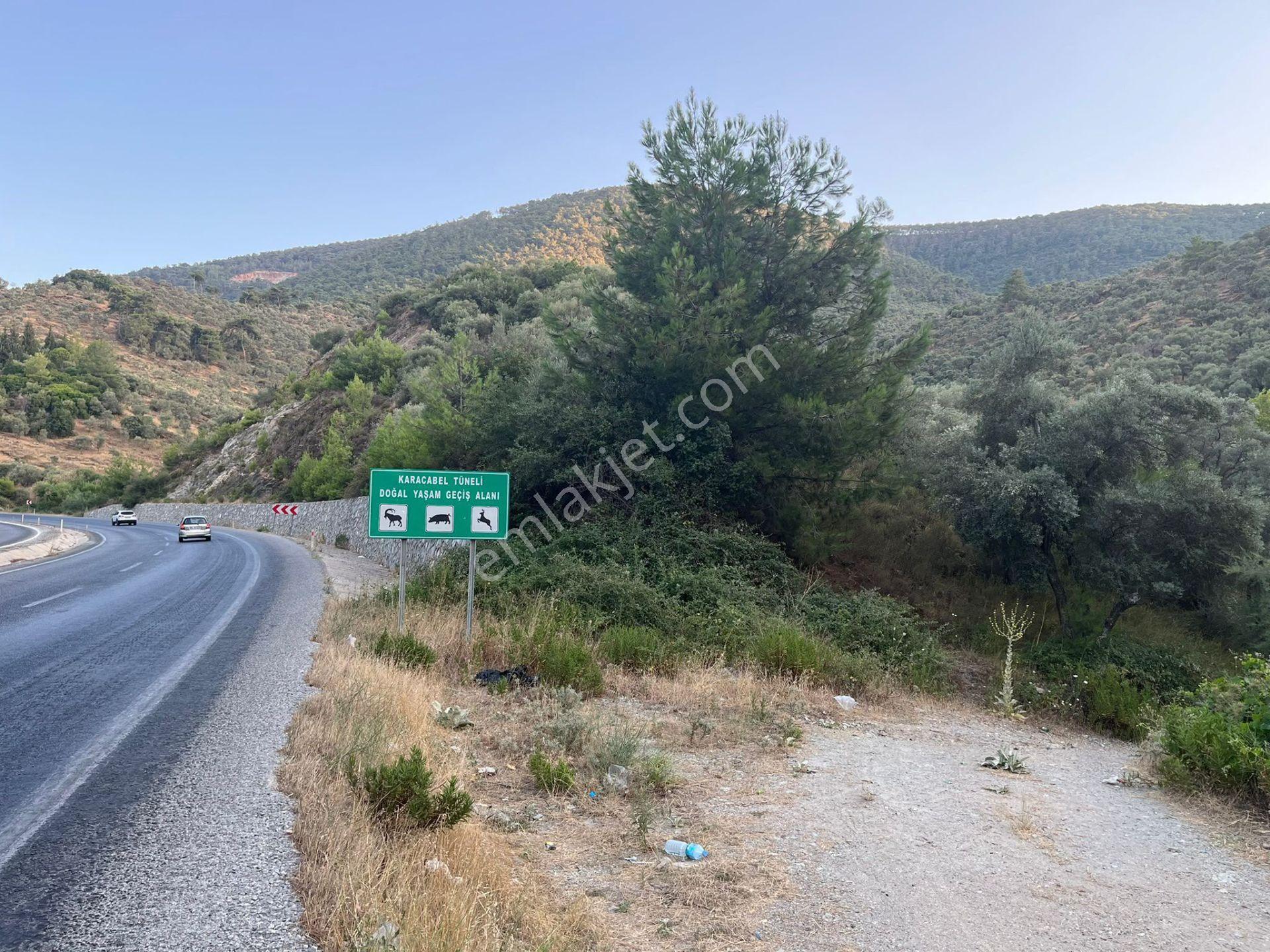 Muğla Milasta Acil Satılık Zeytinlik — fotoğraf 6