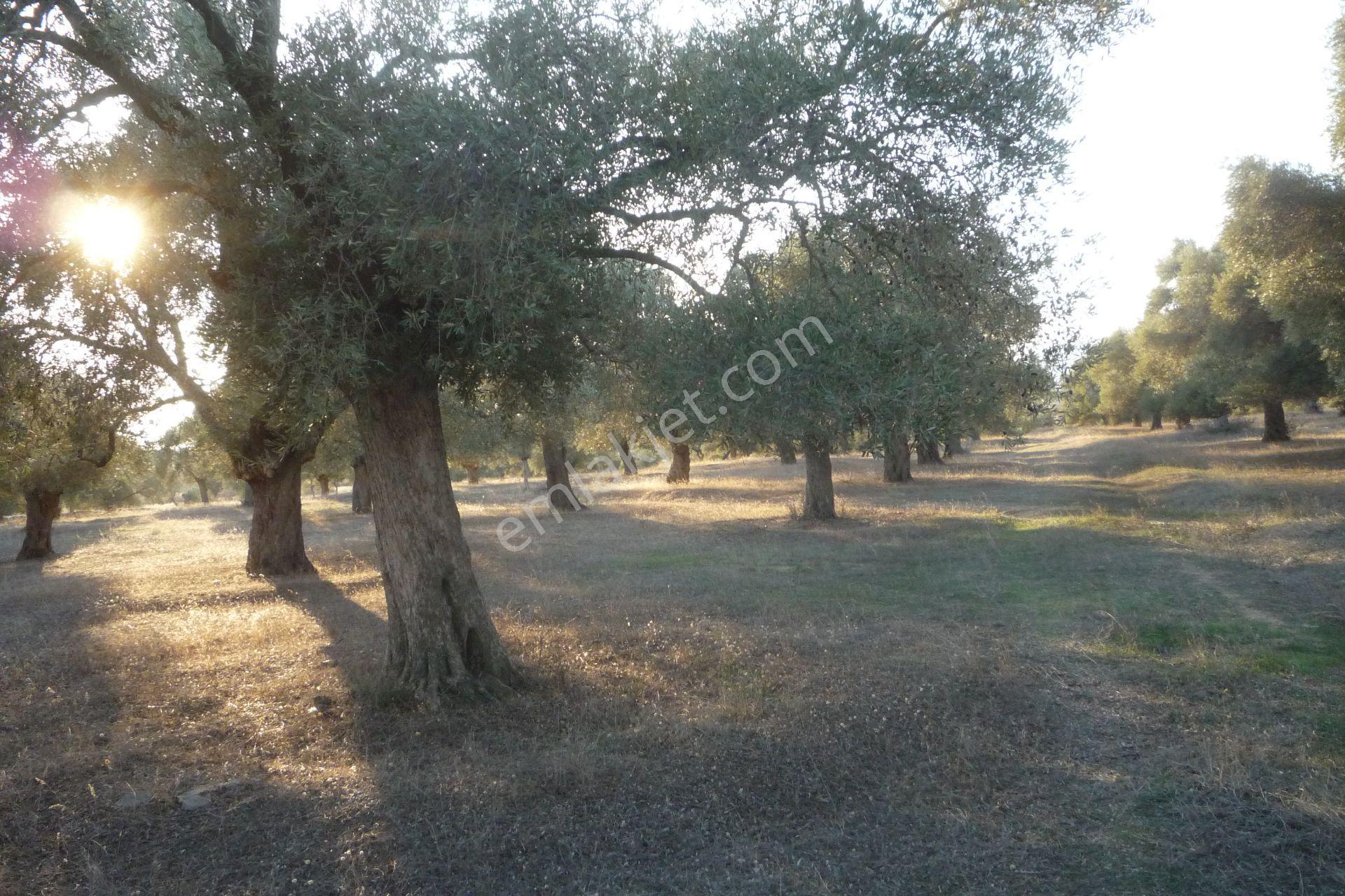 İzmir Torbalı Gold Emlaktan Satılıkbayındırda Satılık Zeytinlik.