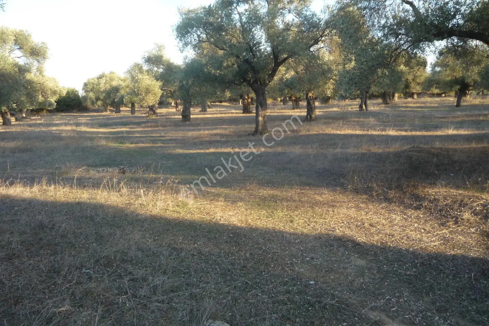İzmir Torbalı Gold Emlaktan Satılıkbayındırda Satılık Zeytinlik. — fotoğraf 2