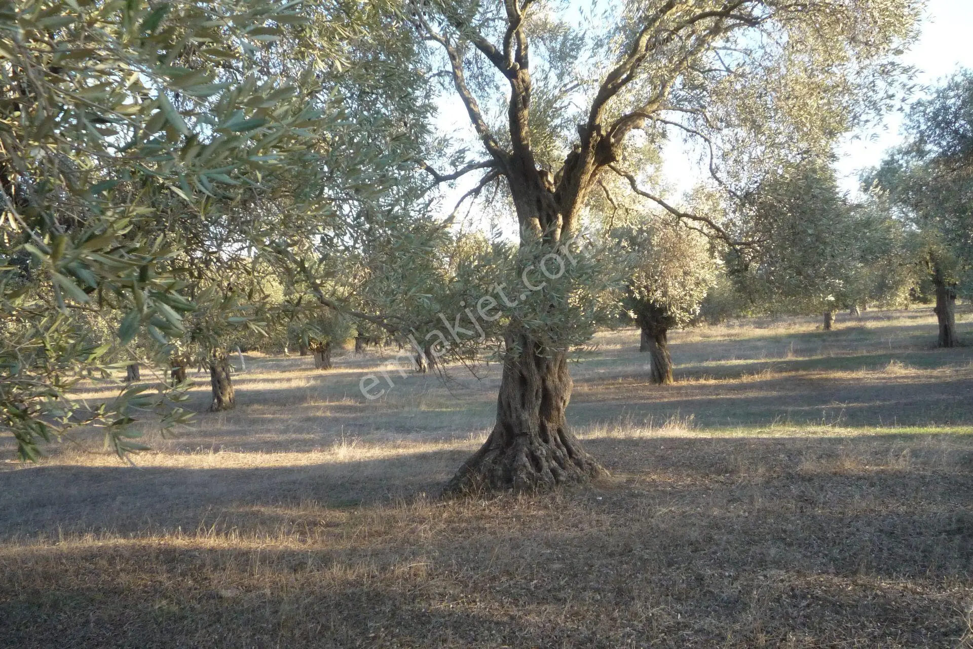 İzmir Torbalı Gold Emlaktan Satılıkbayındırda Satılık Zeytinlik. — fotoğraf 3