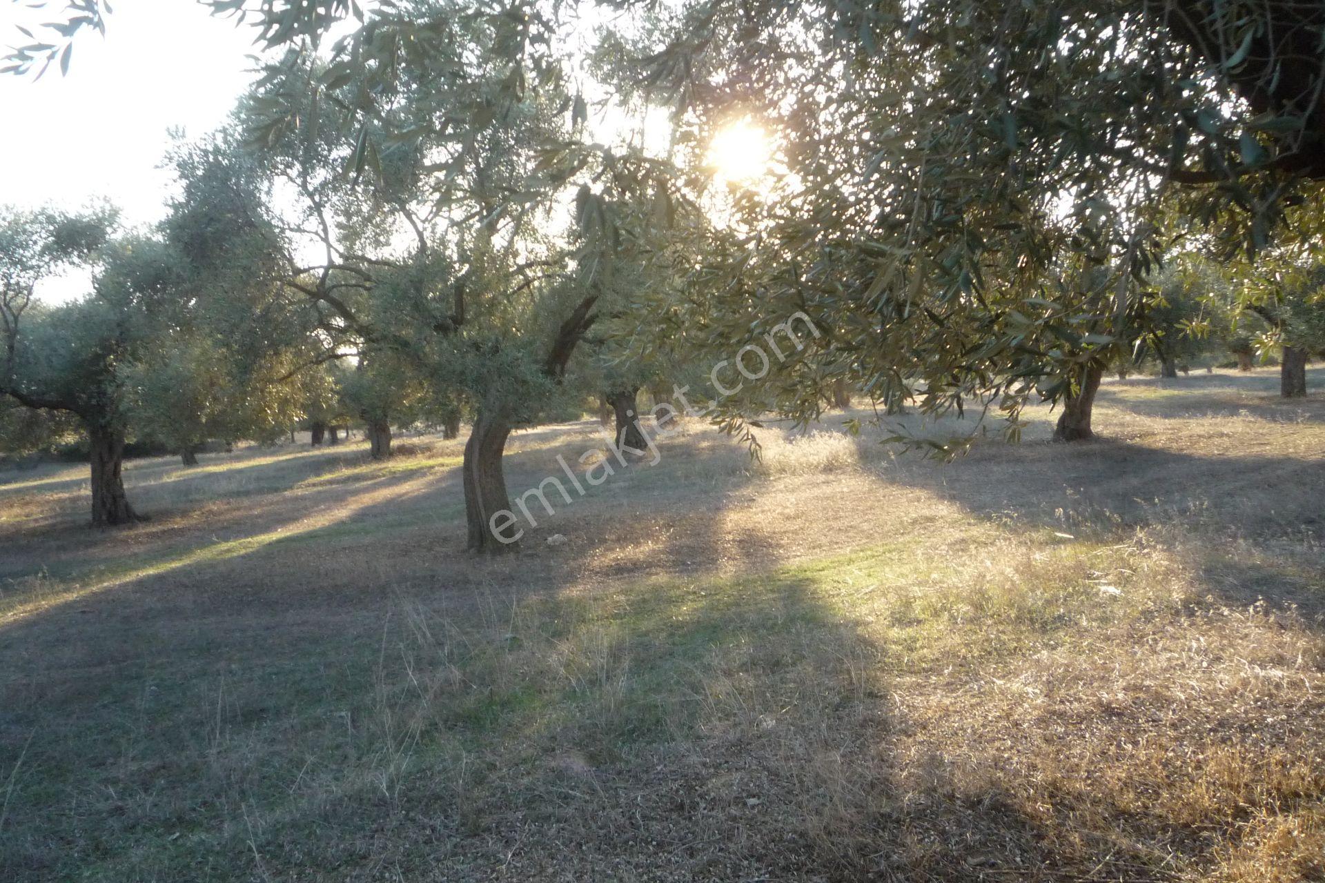 İzmir Torbalı Gold Emlaktan Satılıkbayındırda Satılık Zeytinlik. — fotoğraf 4