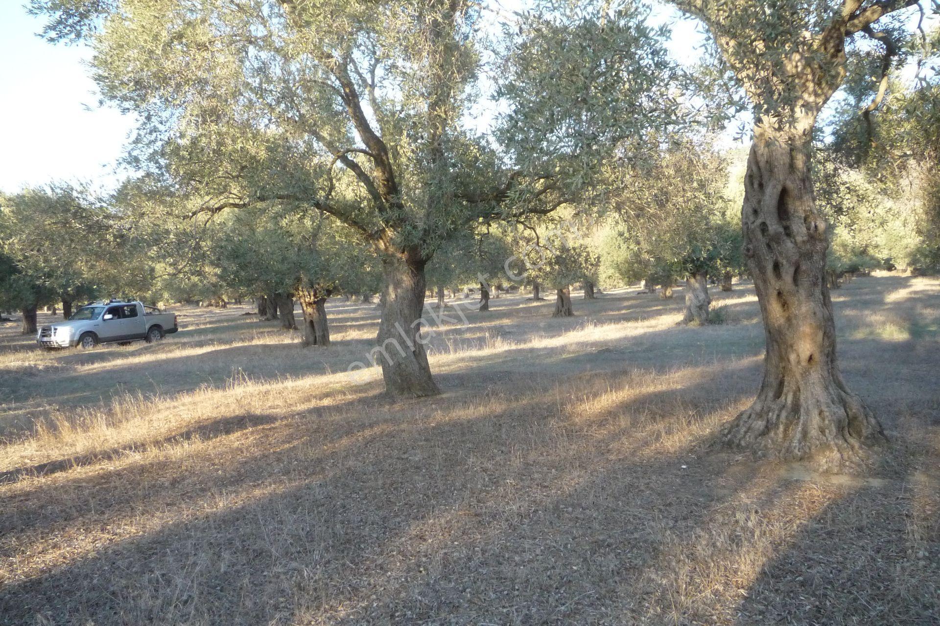 İzmir Torbalı Gold Emlaktan Satılıkbayındırda Satılık Zeytinlik. — fotoğraf 7