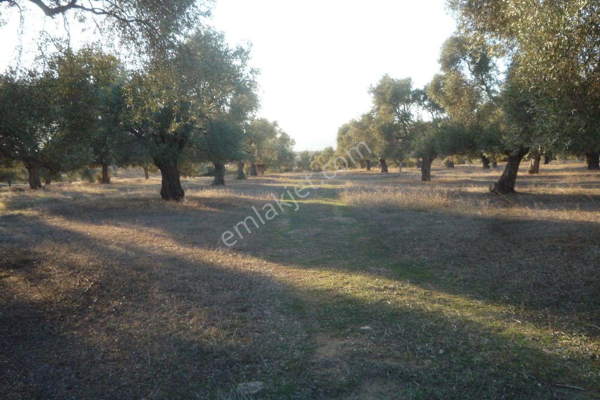 İzmir Torbalı Gold Emlaktan Satılıkbayındırda Satılık Zeytinlik. — fotoğraf 8