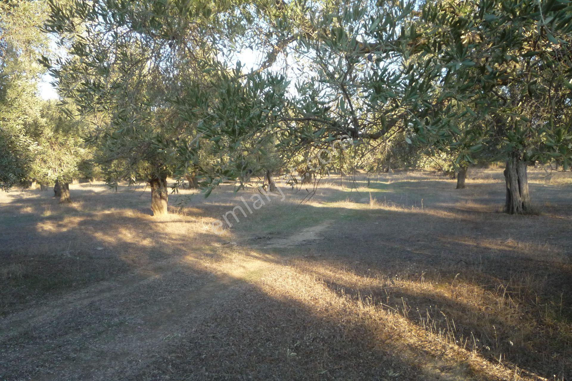 İzmir Torbalı Gold Emlaktan Satılıkbayındırda Satılık Zeytinlik. — fotoğraf 9