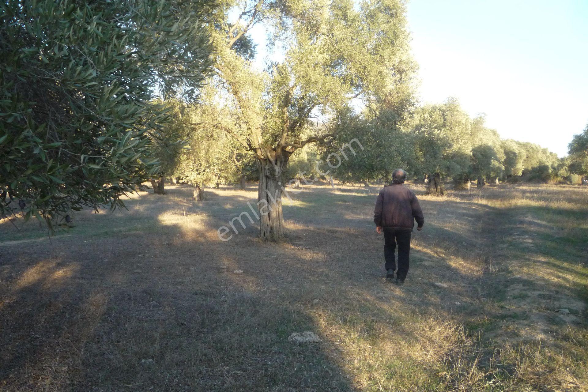 İzmir Torbalı Gold Emlaktan Satılıkbayındırda Satılık Zeytinlik. — fotoğraf 11