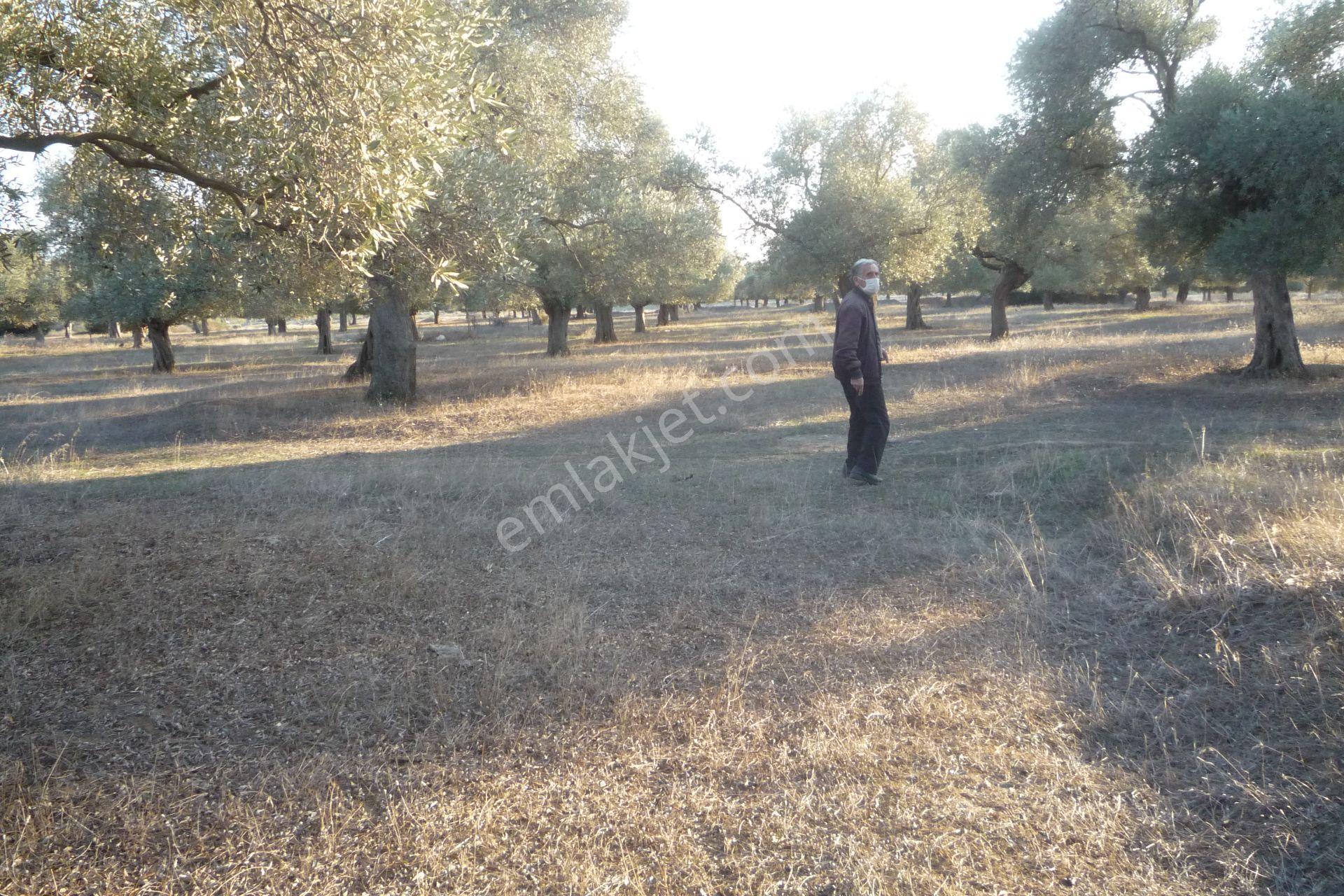 İzmir Torbalı Gold Emlaktan Satılıkbayındırda Satılık Zeytinlik. — fotoğraf 13