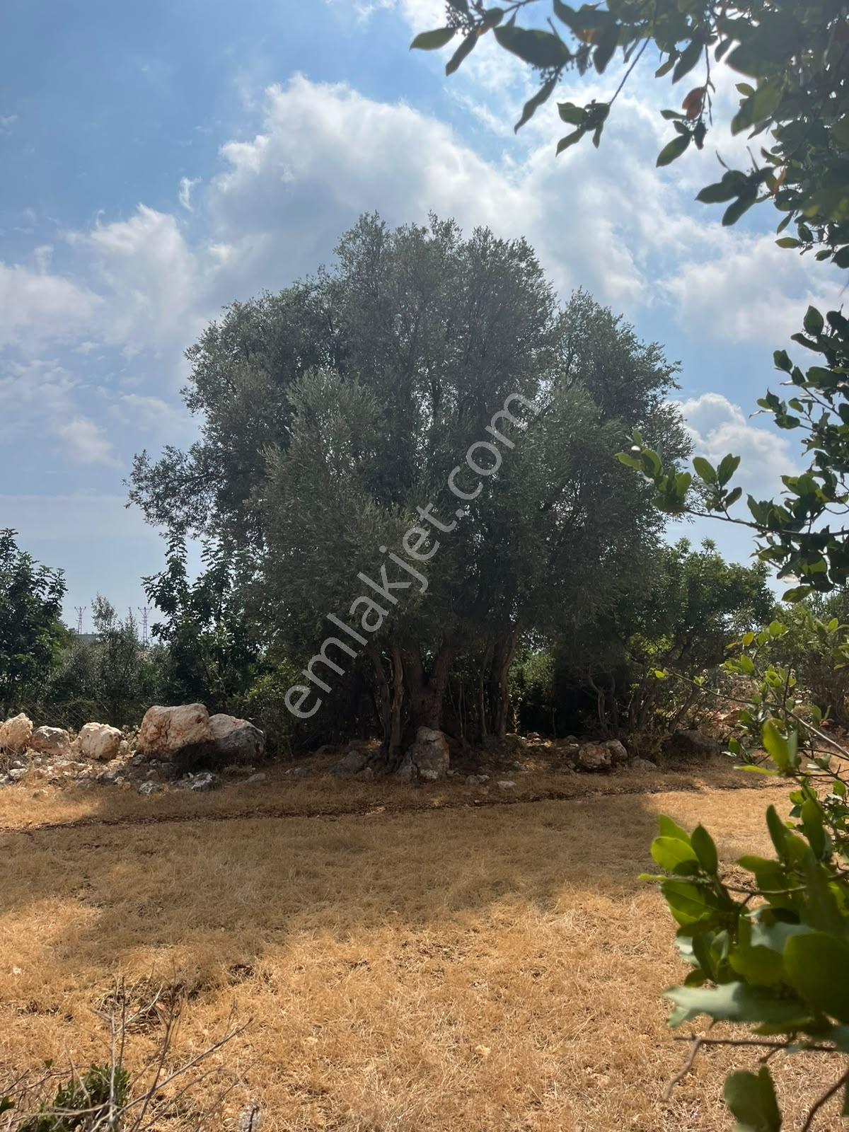Silifke Kızılisalı Deniz Manzaralı Satılık 1604m2 Narlıkuya 4km — fotoğraf 20
