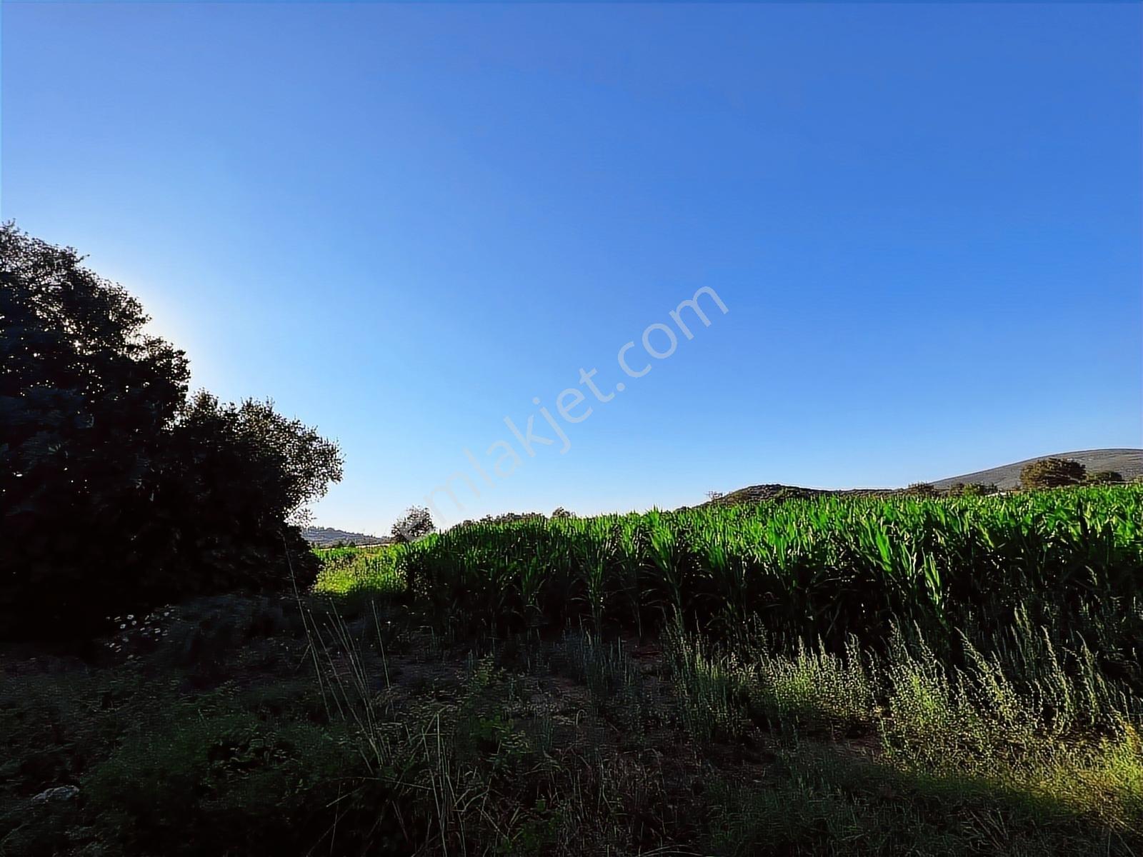 Berk Emlak'dan Menderes Ataköy 4450 M2 Satılık Tarla — fotoğraf 5