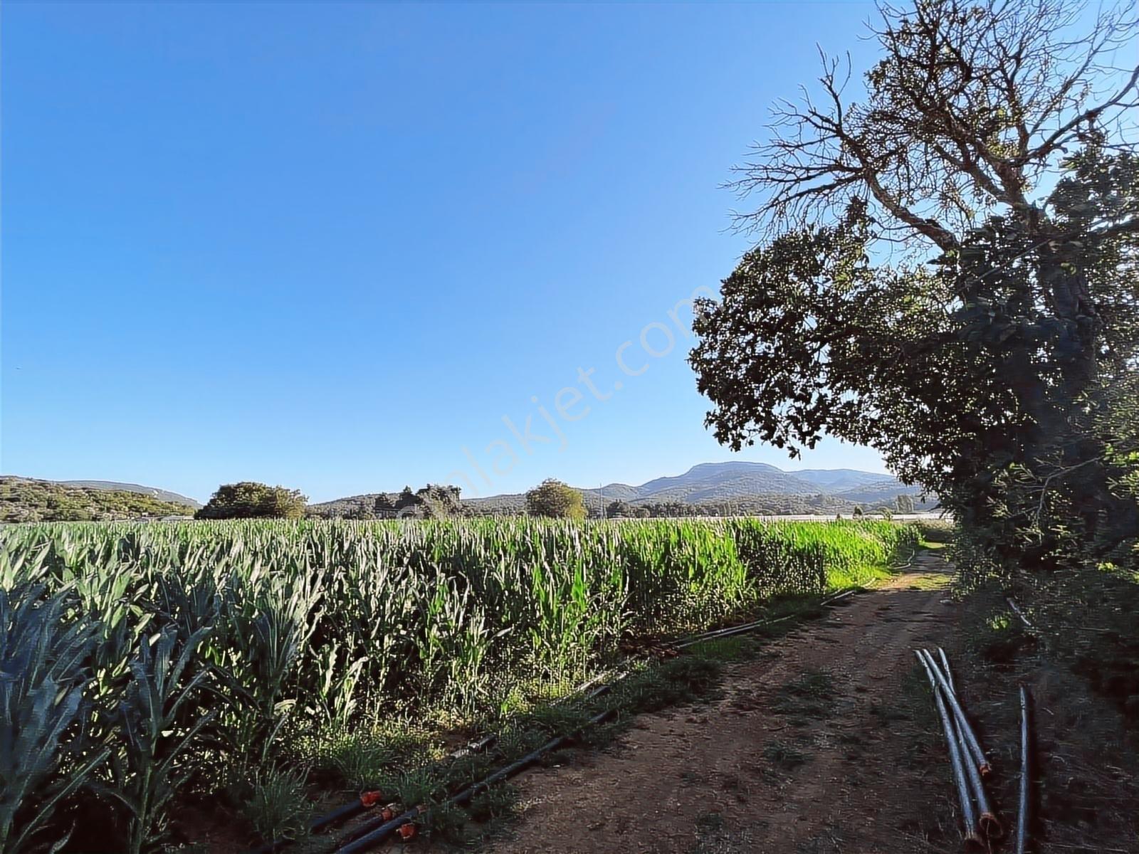 Berk Emlak'dan Menderes Ataköy 4450 M2 Satılık Tarla — fotoğraf 6