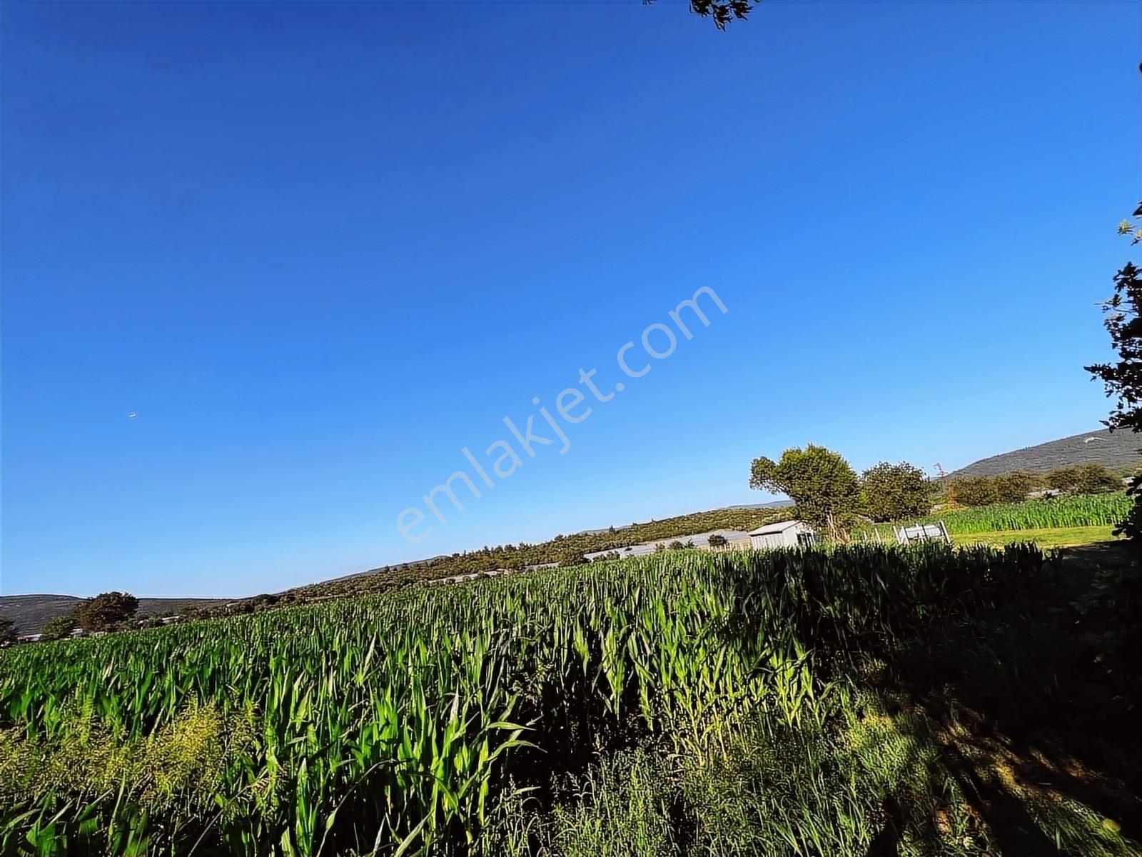 Berk Emlak'dan Menderes Ataköy 4450 M2 Satılık Tarla — fotoğraf 8