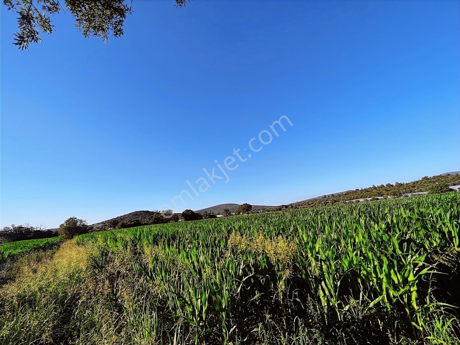 Berk Emlak'dan Menderes Ataköy 4450 M2 Satılık Tarla — fotoğraf 16