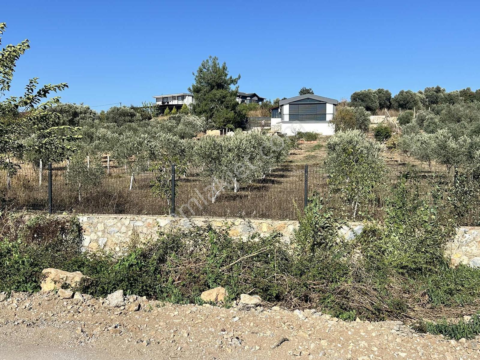 Kuşadası Çınar Köyünde Anayol Kenarında Satılık Arsa — fotoğraf 10