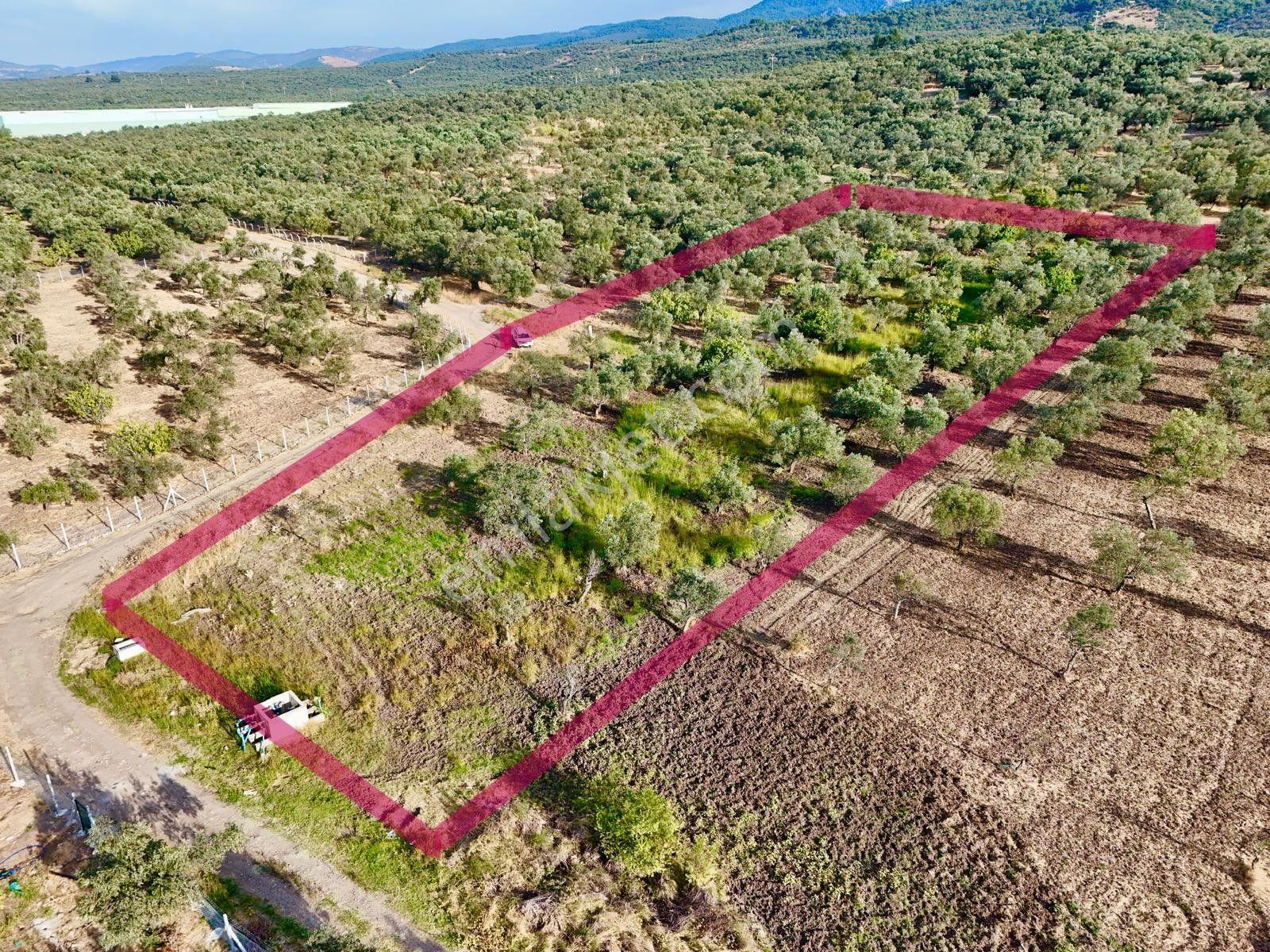 Akçay Aras Emlaktan Hobi Bahçesine Uygun 5656 M2 Zeytinlik — fotoğraf 2