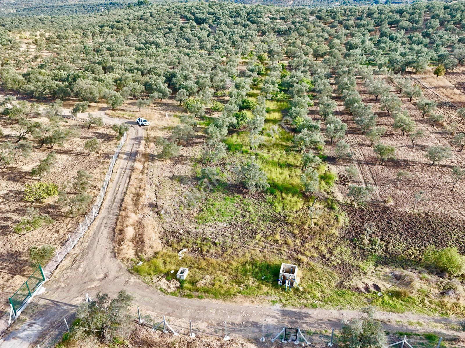 Akçay Aras Emlaktan Hobi Bahçesine Uygun 5656 M2 Zeytinlik — fotoğraf 3