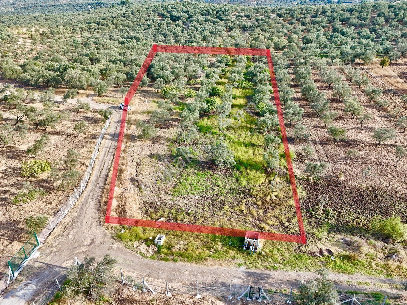 Akçay Aras Emlaktan Hobi Bahçesine Uygun 5656 M2 Zeytinlik — fotoğraf 4