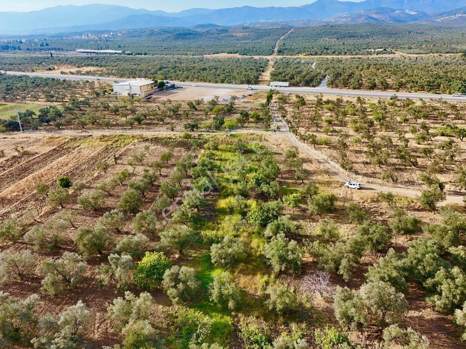 Akçay Aras Emlaktan Hobi Bahçesine Uygun 5656 M2 Zeytinlik — fotoğraf 5