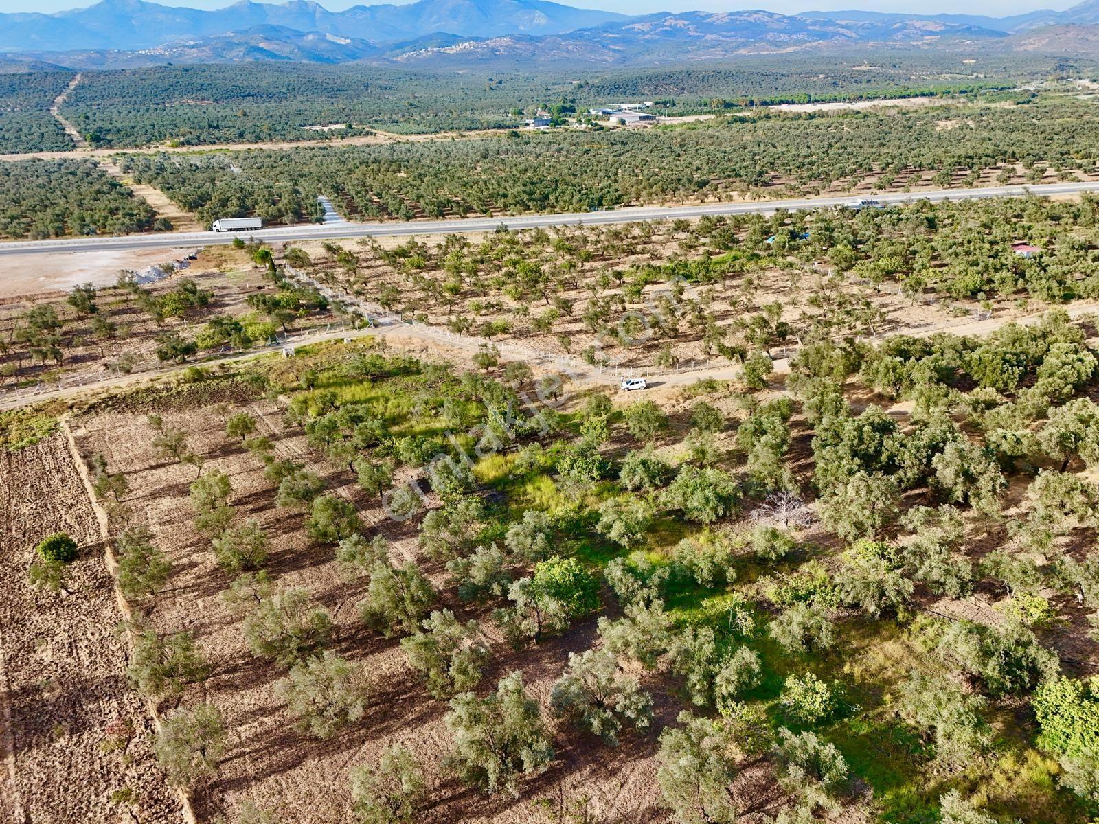 Akçay Aras Emlaktan Hobi Bahçesine Uygun 5656 M2 Zeytinlik — fotoğraf 6