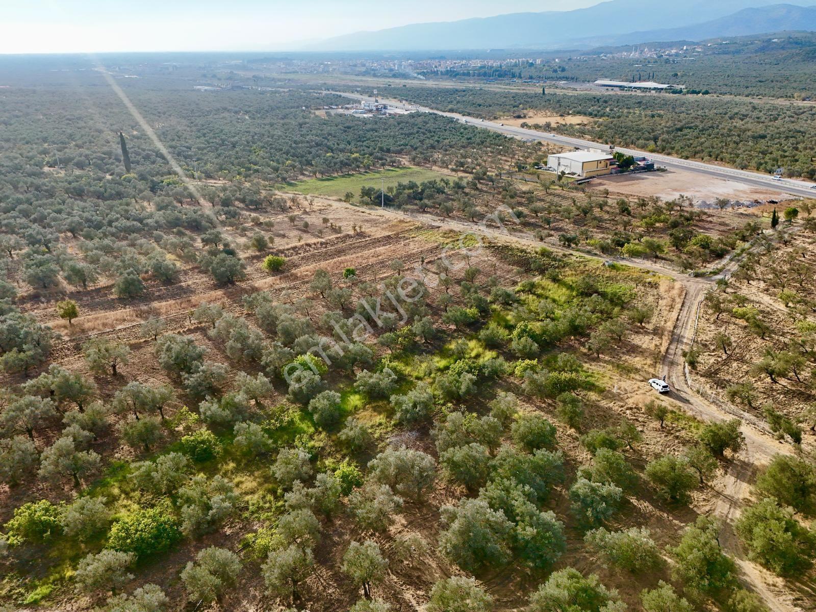Akçay Aras Emlaktan Hobi Bahçesine Uygun 5656 M2 Zeytinlik — fotoğraf 7