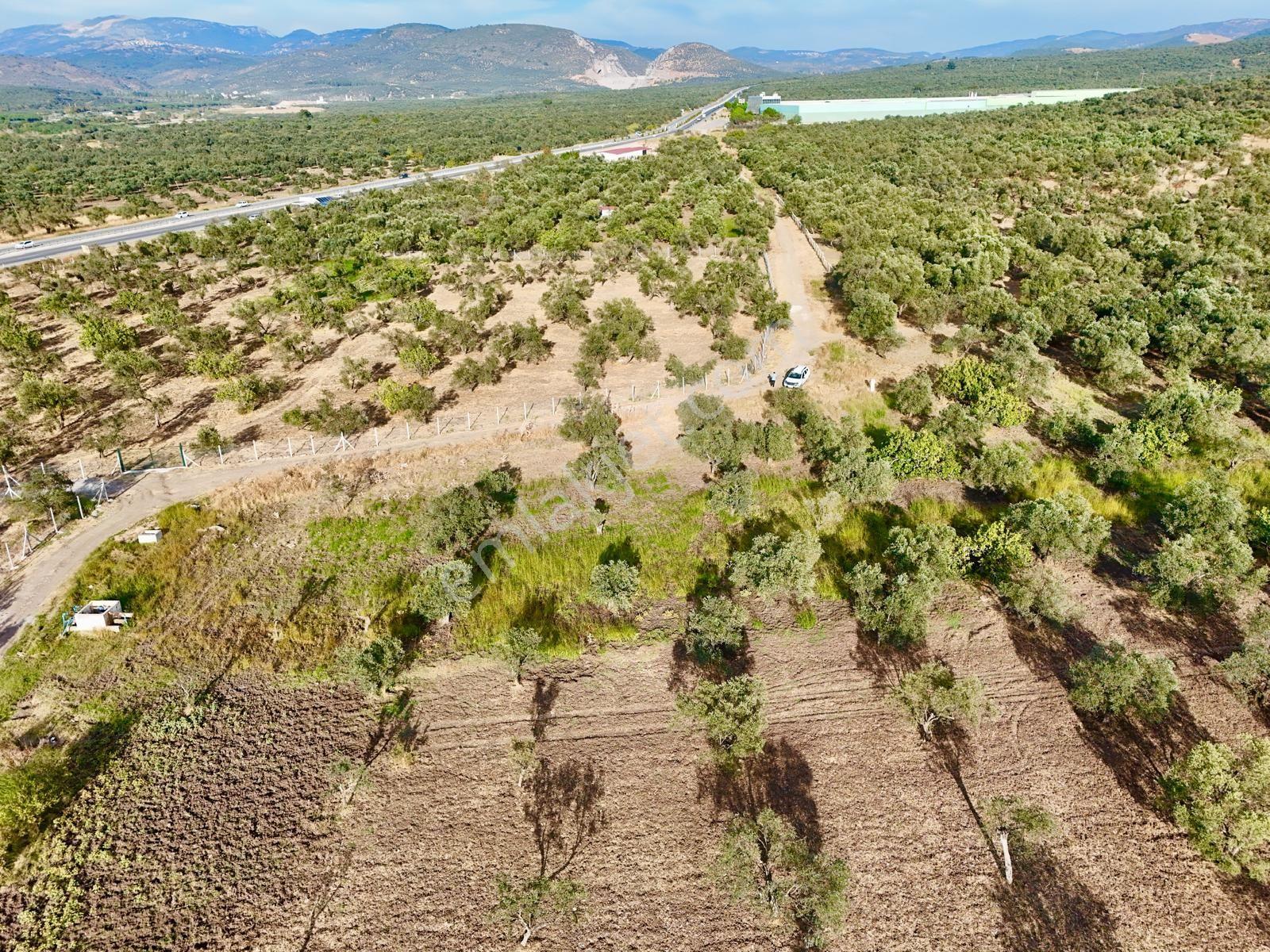 Akçay Aras Emlaktan Hobi Bahçesine Uygun 5656 M2 Zeytinlik — fotoğraf 8