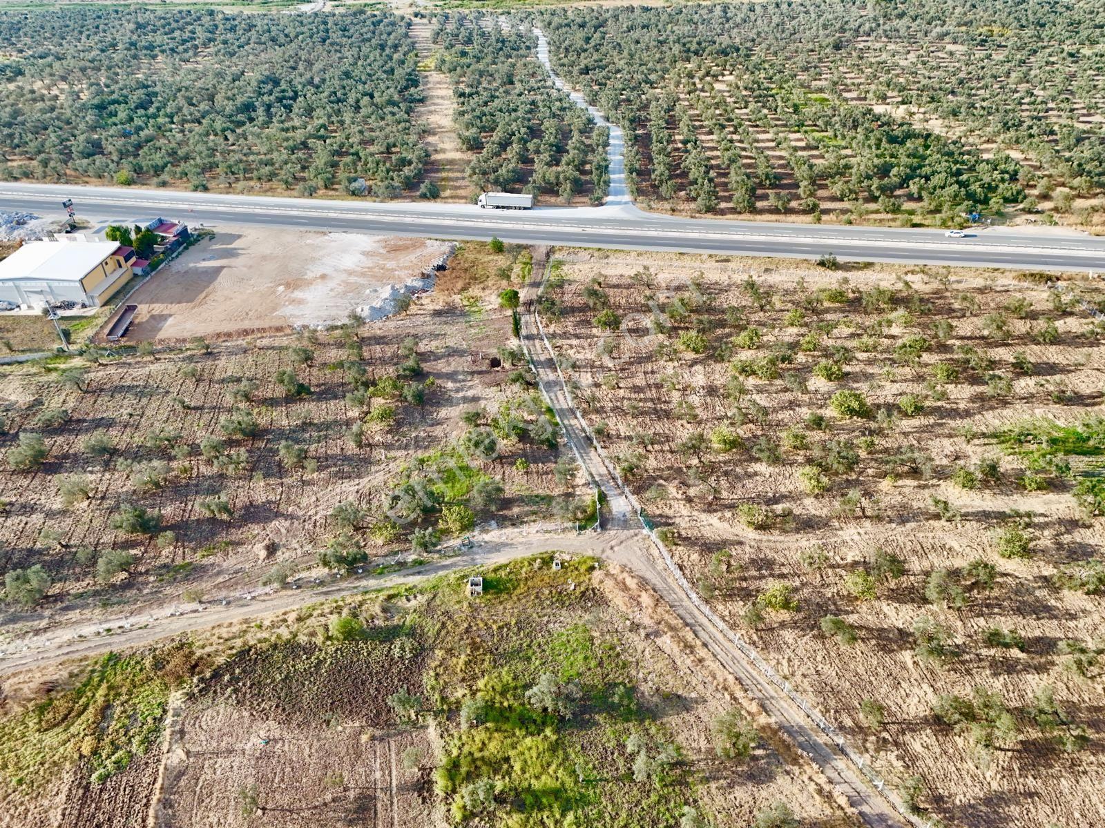 Akçay Aras Emlaktan Hobi Bahçesine Uygun 5656 M2 Zeytinlik — fotoğraf 9