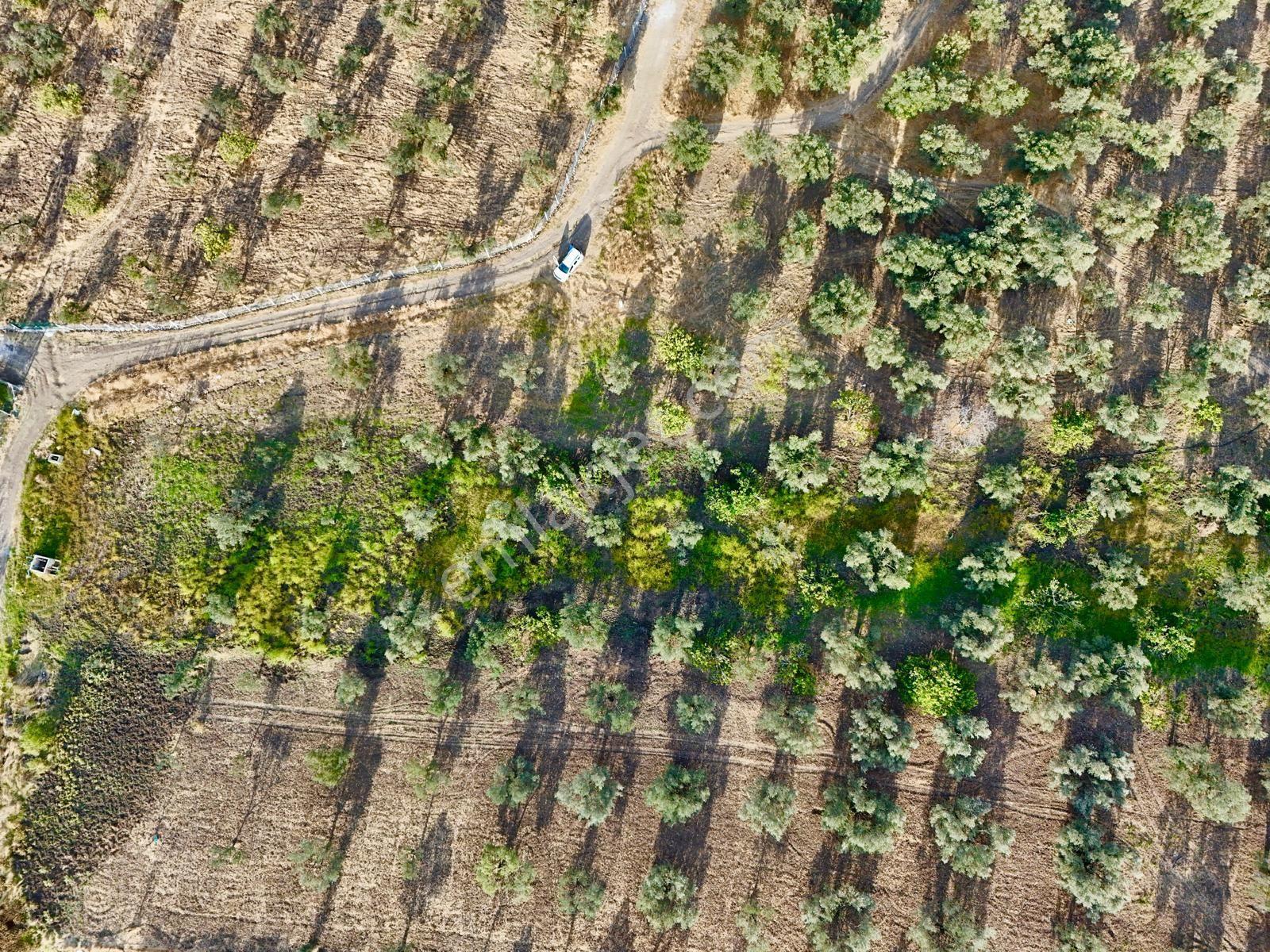 Akçay Aras Emlaktan Hobi Bahçesine Uygun 5656 M2 Zeytinlik — fotoğraf 10
