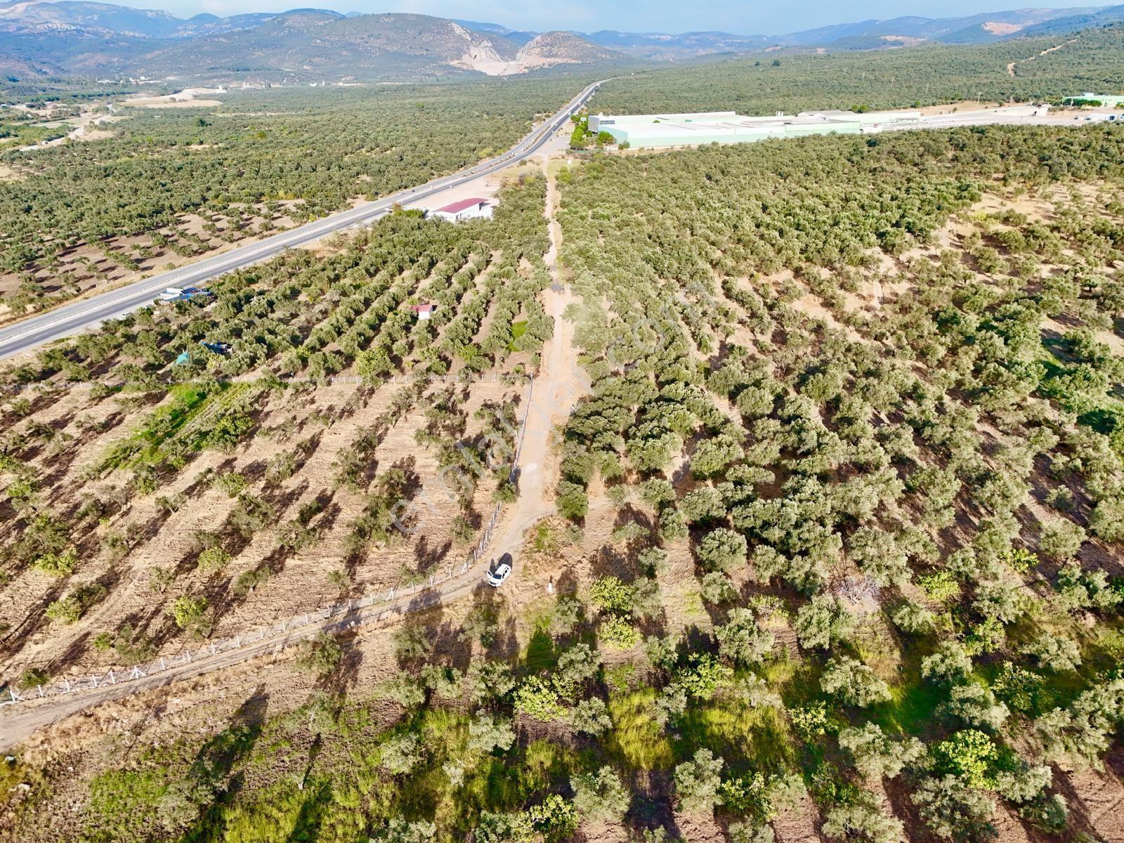 Akçay Aras Emlaktan Hobi Bahçesine Uygun 5656 M2 Zeytinlik — fotoğraf 11