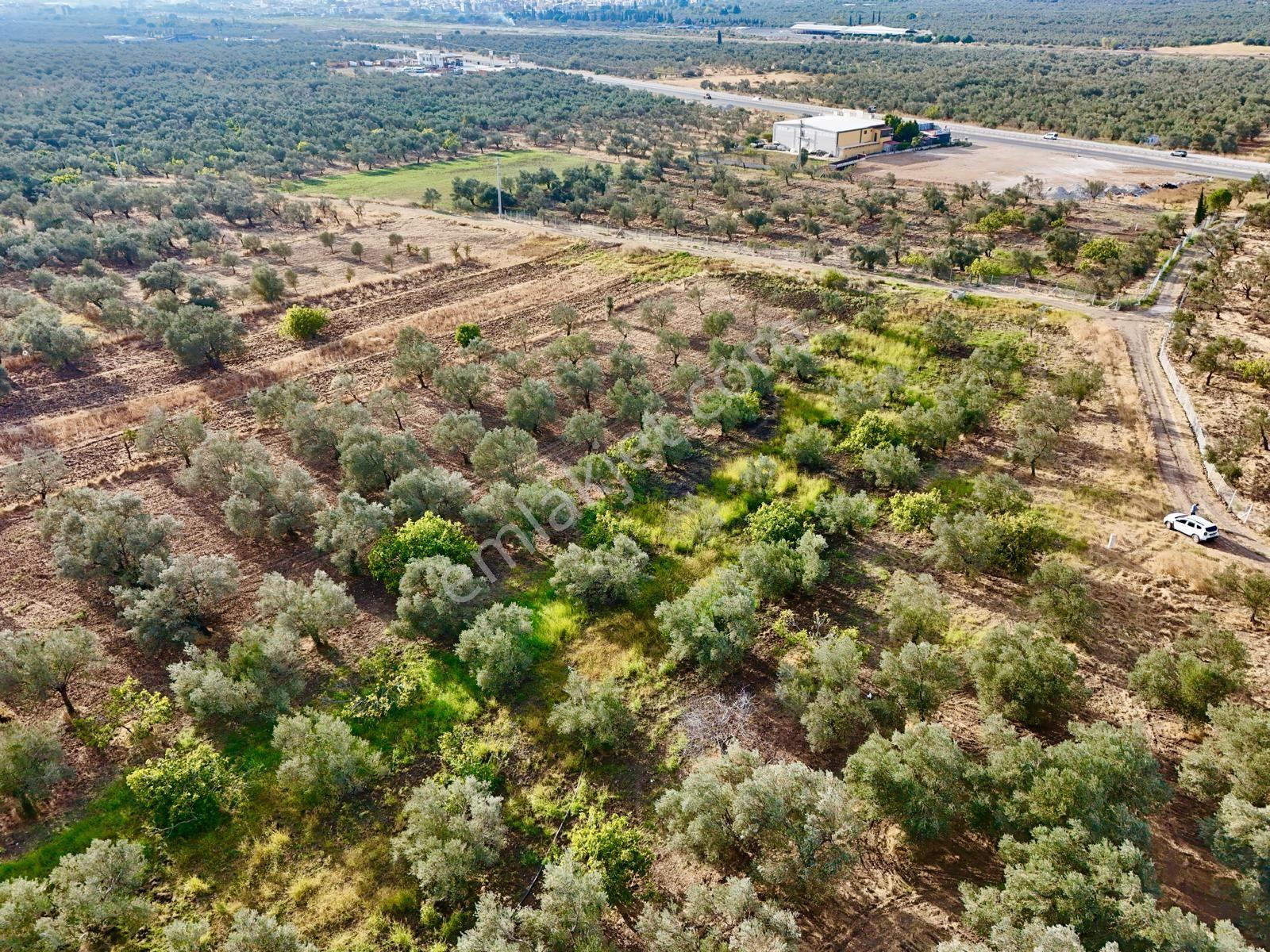 Akçay Aras Emlaktan Hobi Bahçesine Uygun 5656 M2 Zeytinlik — fotoğraf 12