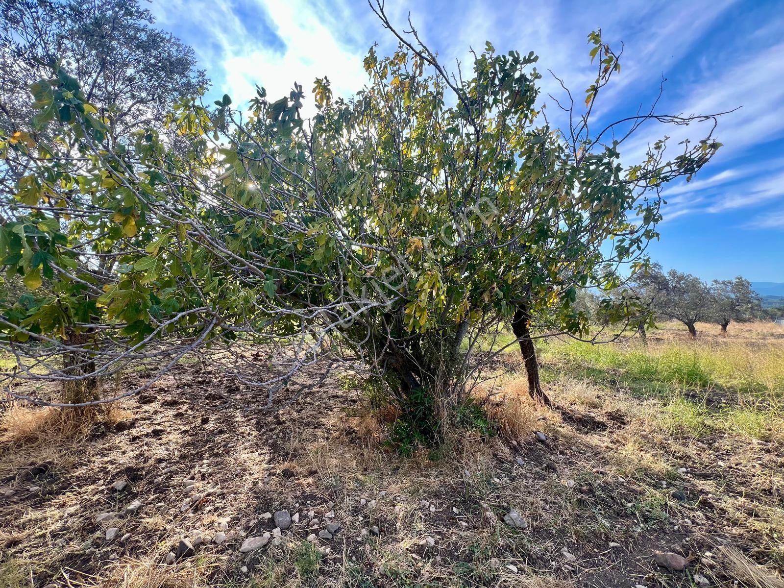 Akçay Aras Emlaktan Hobi Bahçesine Uygun 5656 M2 Zeytinlik — fotoğraf 13
