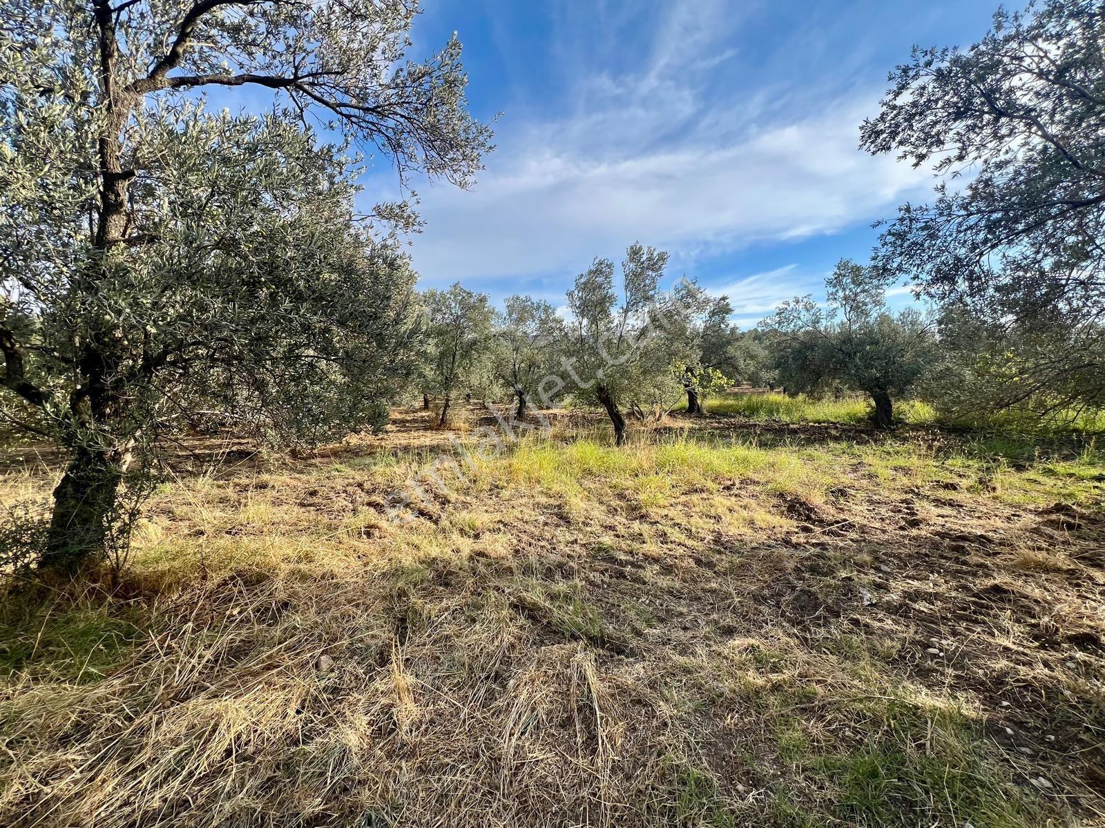 Akçay Aras Emlaktan Hobi Bahçesine Uygun 5656 M2 Zeytinlik — fotoğraf 14